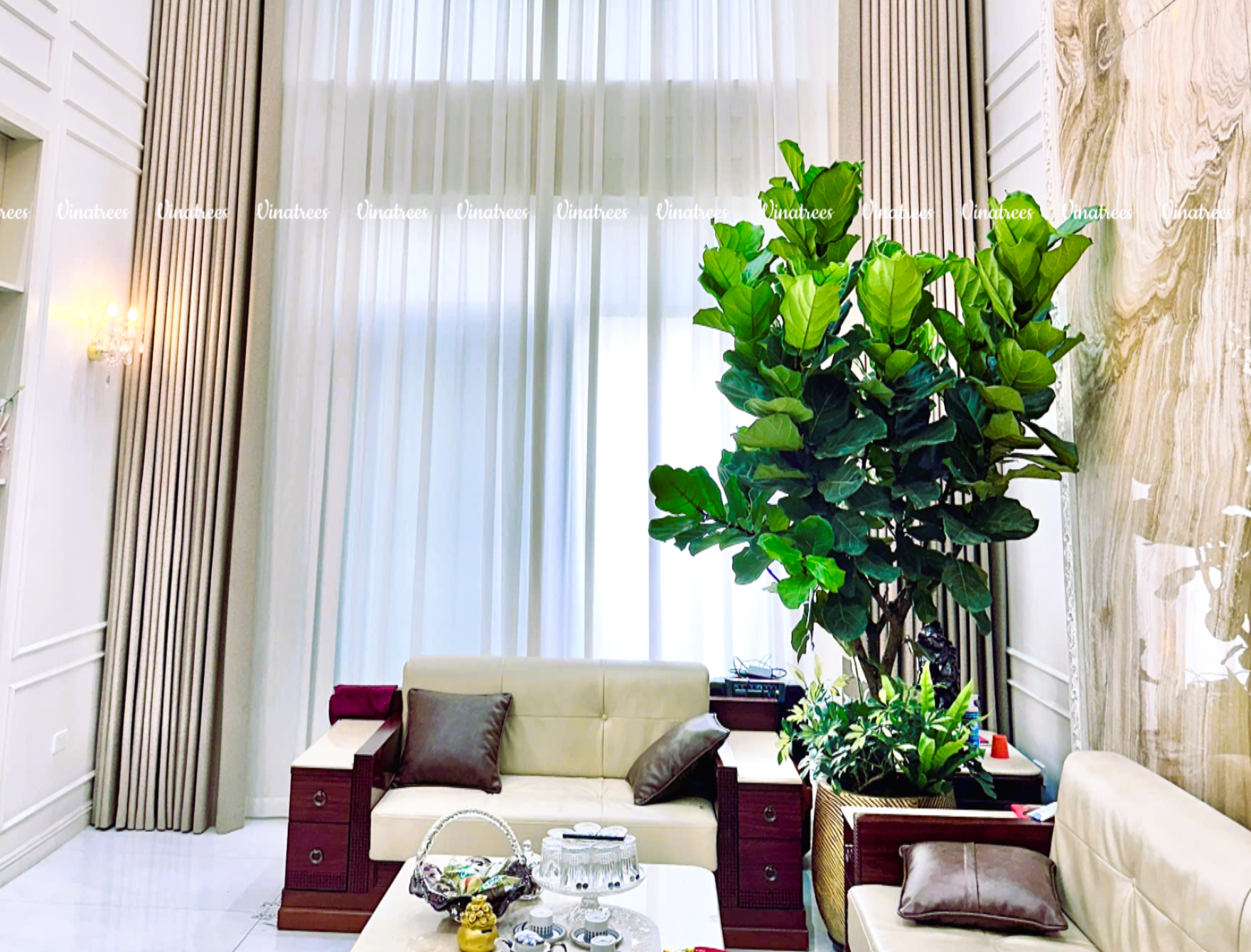 Cây bàng singapo _ Thuê cây cảnh tại Vinatrees